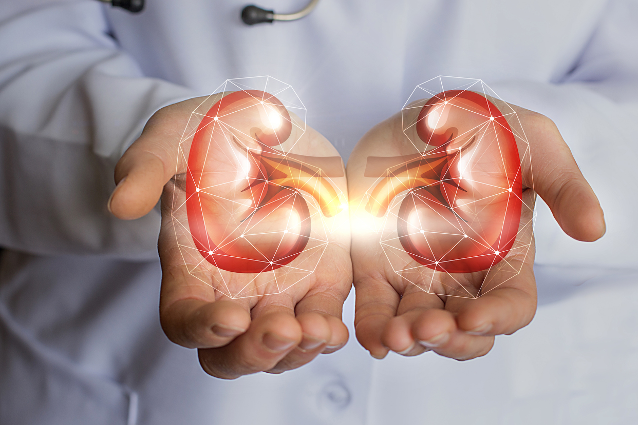 Renal System