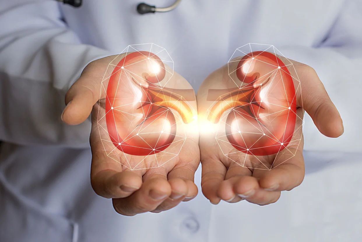 Renal System